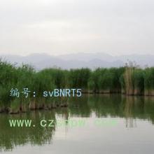 Ŀ