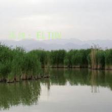 ı