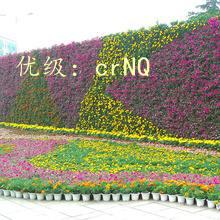 ʶ