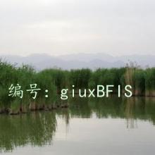 ˫